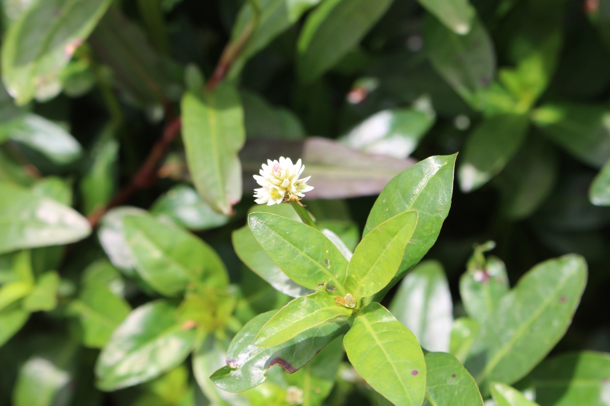 Alternanthera philoxeroides (Mart.) Griseb.